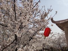 -樱花山风景区