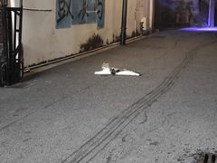 -猫岛主趣味餐厅(鼓浪屿店)