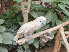 -南宫五洲植物乐园