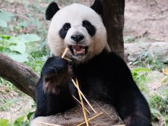 -广州长隆野生动物世界