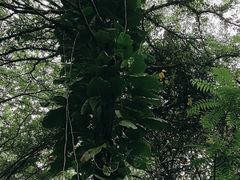 -云溪植物园