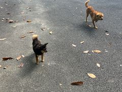 -素山寺森林公园