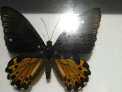 -上海昆虫博物馆