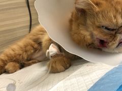-纳吉亚猫专科动物医院(康都外科中心)