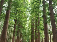 -日照海滨国家森林公园