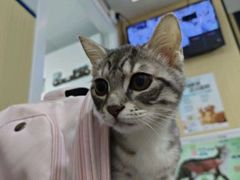 -瑞派蒂凯宠物医院·免疫点·宠保定点