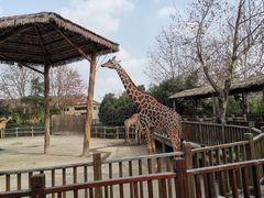 -上海野生动物园