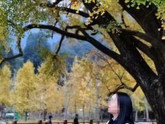 -千年银杏谷文化旅游区