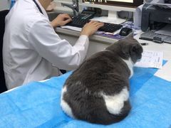 -中农国际动物医院24小时·猫科·骨科·急重症中心