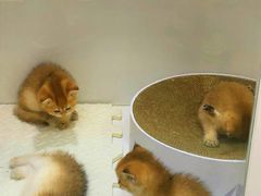 -青奢宠物·青奢猫舍