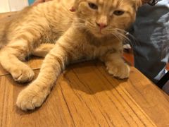 -猫小院猫主题咖啡厅(北锣店)