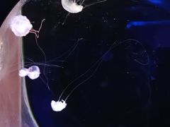 -大连圣亚海洋世界