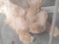 -爱诺耐芙动物医院(万博店)