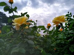 -国家植物园南园