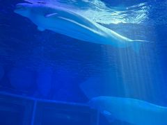 -上海海昌海洋公园-冰山北极馆