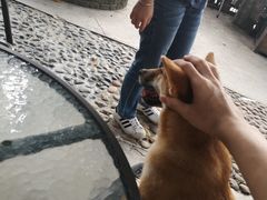 -柴犬高等学院·狗咖·柴犬售卖·宠物训练