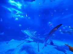 -烟台海昌鲸鲨海洋公园