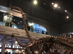 -自贡恐龙博物馆