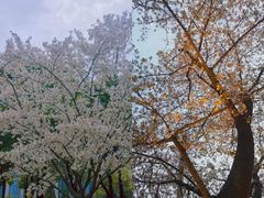 -西北湖绿化广场