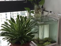 -新湖明珠城