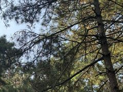 -帽儿山国家森林公园