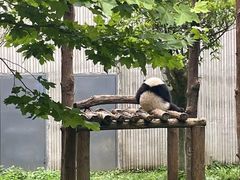 -卧龙中华大熊猫苑神树坪基地