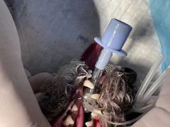 -佳怡动物医院·平价24小时·猫专科骨外科