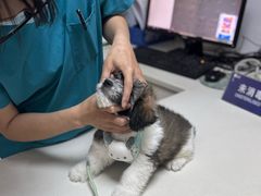 -宠颐生汉谟拉比宠物医院