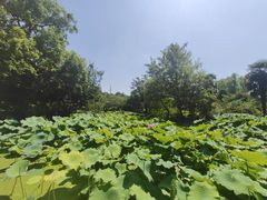 -盆景园(扬州大运河文化旅游度假区)