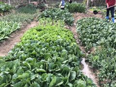 -樂桃源奉贤黄桃种植采摘基地