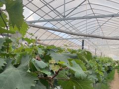 -马陆小张葡萄园农家乐