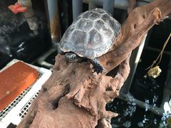 -灵龟之家百象馆(百象馆联合旗舰店)