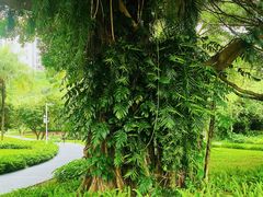 -荔香公园