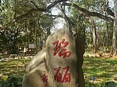 -瑞丽独树成林风景区