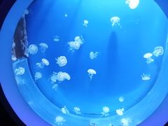 -芜湖新华联大白鲸海洋公园