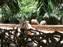 -海南热带野生动植物园