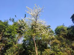 -梧桐山风景名胜区