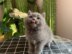 -喵zoo家庭繁育猫舍(尖东智能花园店)