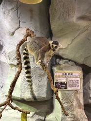 -Zoolung Zoolung动物主题公园(海信广场店)