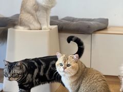 -有喵·猫咖·狗咖·30几只猫10只小狗(岗厦店)
