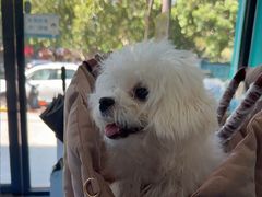 -博特宠物医院24h犬猫全科.骨科·异宠