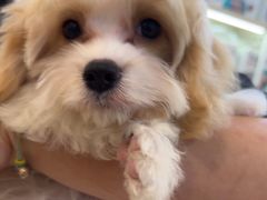 -翊宠yipet猫狗购宠庄园犬舍•猫舍