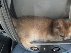 -伟伟宠物医院·CT影像中心·瑞派犬猫综合性门诊(汉口总院)