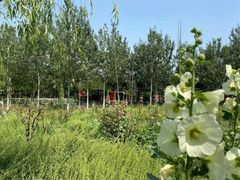 -西青郊野公园