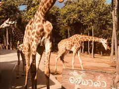 -清迈夜间动物园