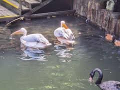 -海南槟榔谷黎苗文化旅游区