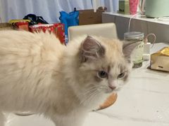 -欣宠猫屋·矮脚拿破仑·蓝金金渐层