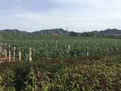 -北京张裕爱斐堡酒庄