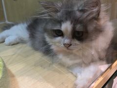 -momokira米努特·德文卷毛猫·棉花面纱犬