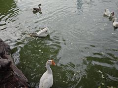 -团结湖公园